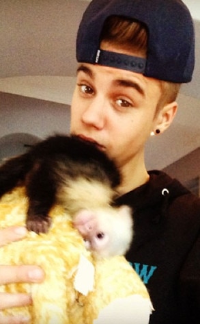 Justin Bieber, Monkey Justin Bieber, Monkey