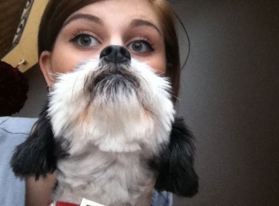 Dog Bearding Dog Bearding