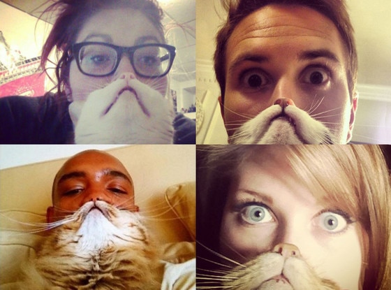 Cat Bearding Cat Bearding