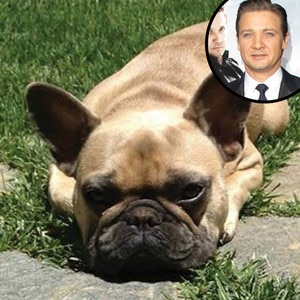 Jeremy Renner, Dog Hemi Jeremy Renner, Dog Hemi