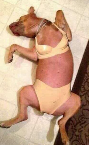 Dog, Miley Cyrus Dog, Miley Cyrus