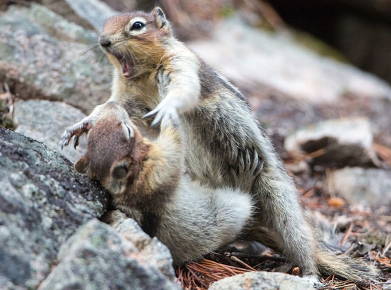 You Have to See These Pictures of Two Squirrels Play-Fighting | E! News