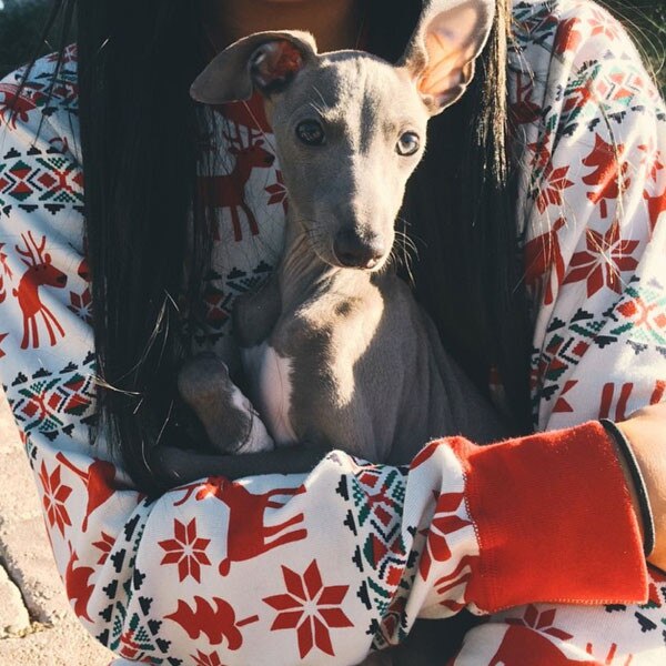 Kylie Jenner Gets Her Dream Dog, an Italian Greyhound Puppy Named
