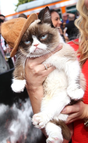 Grumpy Cat, MTV Movie Awards Grumpy Cat, MTV Movie Awards