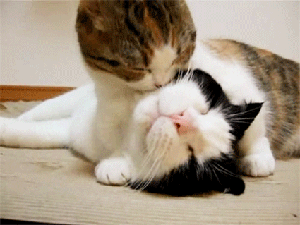 Gatos Gifs, Cat Gifs Gatos Gifs, Cat Gifs