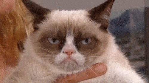 Gatos Gifs, Cat Gifs Gatos Gifs, Cat Gifs