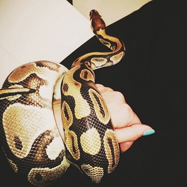 Kendall Jenner snake Kendall Jenner snake