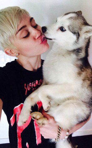 Miley Cyrus, Twitter Miley Cyrus, Twitter