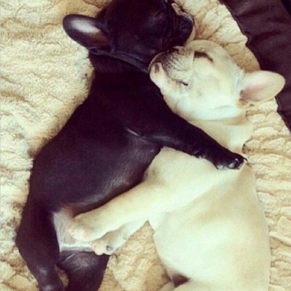 Puppies Instagram Puppies Instagram