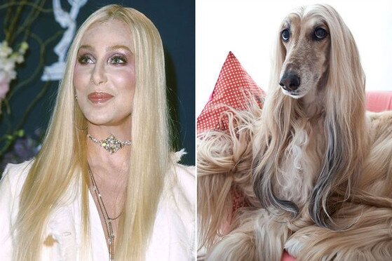 Famosos que parecem bichos Famosos que parecem bichos