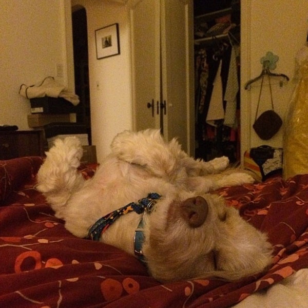 Lena Dunham, Dog, Instagram Lena Dunham, Dog, Instagram