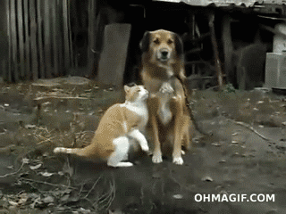 Cat GIF, Gato GIF Cat GIF, Gato GIF