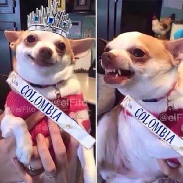 Memes Miss Universo Memes Miss Universo