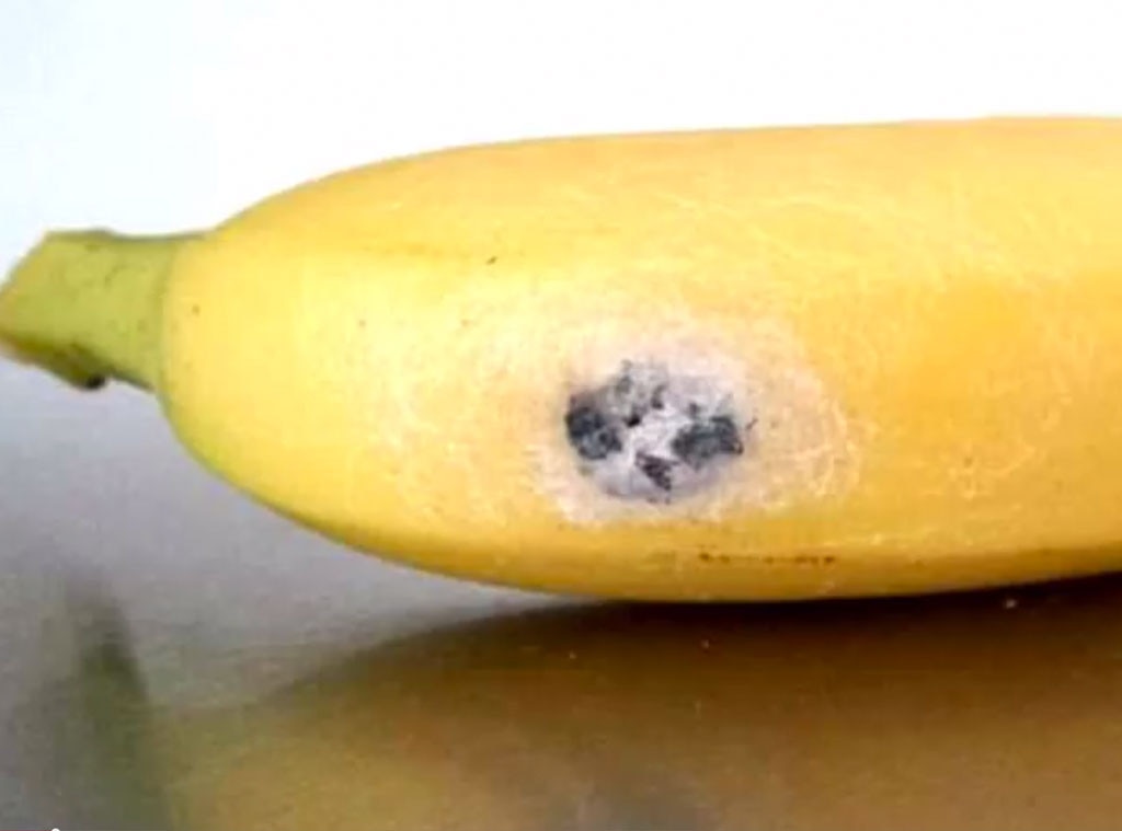 Spider Infested Banana Spider Infested Banana