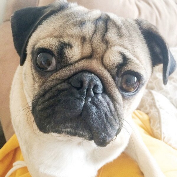 Doug the pug Doug the pug