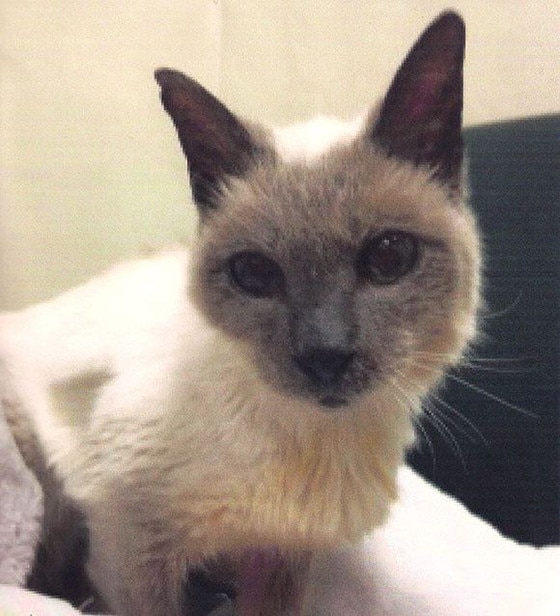 Gato de 30 anos é eleito o mais velho do mundo E! Online Brasil Gato de 30 anos é eleito o mais velho do mundo E! Online Brasil