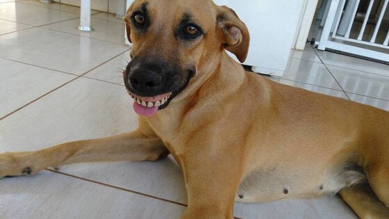 Cachorra dentadura Cachorra dentadura