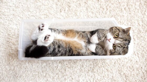 Maru Maru