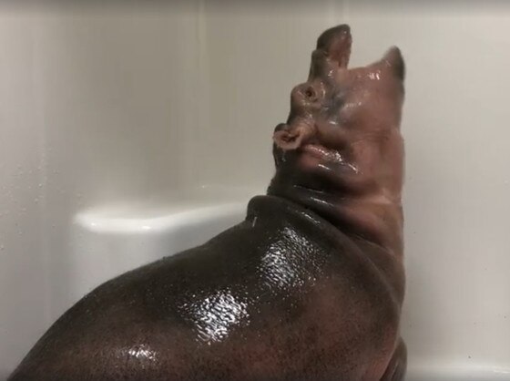 Hipopótamo tomando banho Hipopótamo tomando banho
