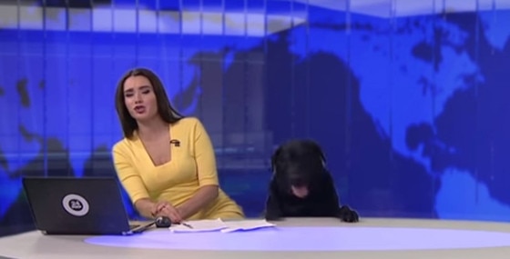 Cachorro interrompe jornal ao vivo Rússia Cachorro interrompe jornal ao vivo Rússia