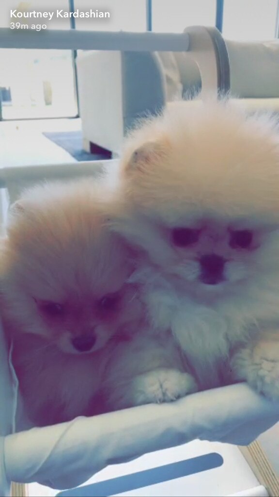 North West, 4th Birthday, Puppies North West, 4th Birthday, Puppies