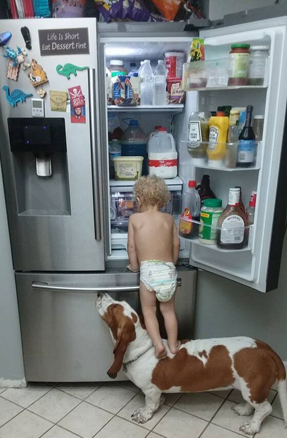 Cachorro ajuda bebê a pegar comida na geladeira Cachorro ajuda bebê a pegar comida na geladeira