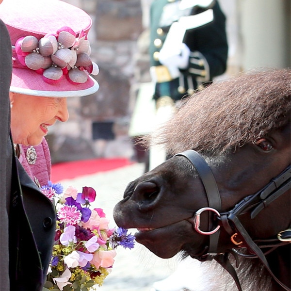 Queen Elizabeth, Pony Queen Elizabeth, Pony