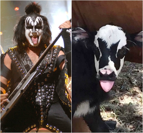 Gene Simmons, Bezerra Gene Simmons, Bezerra
