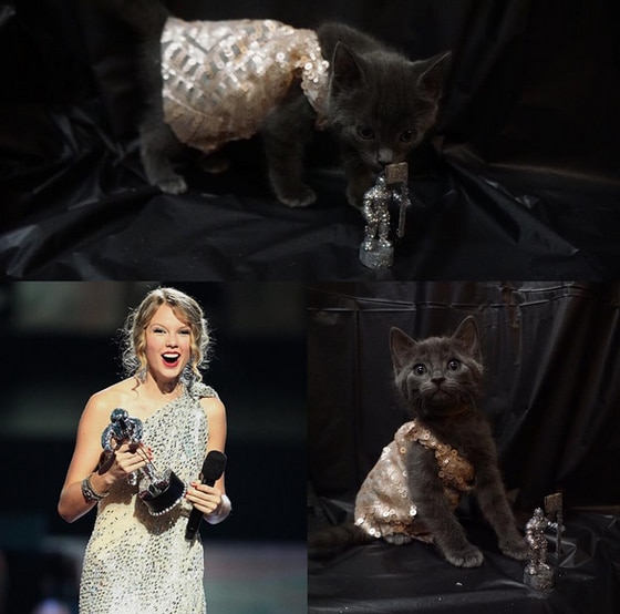Gatos vestidos de Taylor Swift Gatos vestidos de Taylor Swift