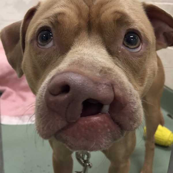 Clefford the Dog On the Road to Recovery After Cleft Palate Surgery