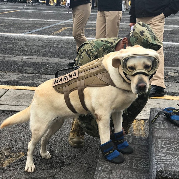 Frida, Mexican Rescue Dog Frida, Mexican Rescue Dog