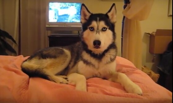 Mishka, Dog Mishka, Dog
