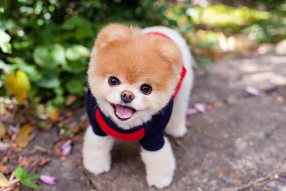 Boo The Dog Boo The Dog