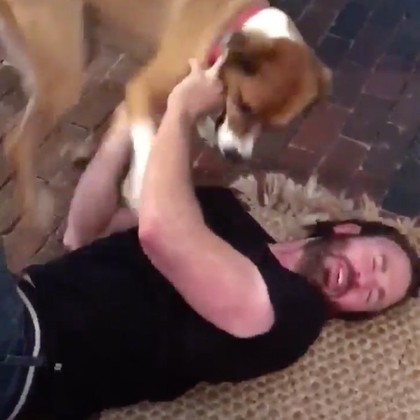 Chris Evans, Dog, Twitter Chris Evans, Dog, Twitter