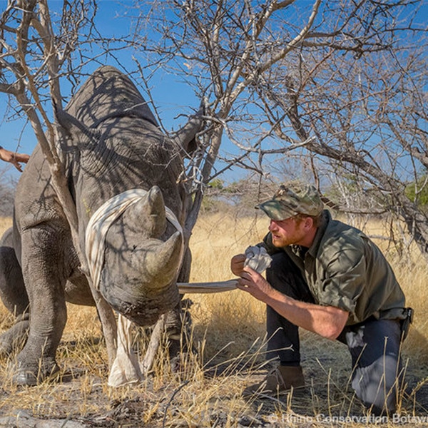 Inside Prince Harry's Private Trip to Botswana Without Meghan Markle