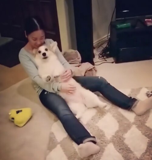Corgi se joga nos braços da dona Corgi se joga nos braços da dona