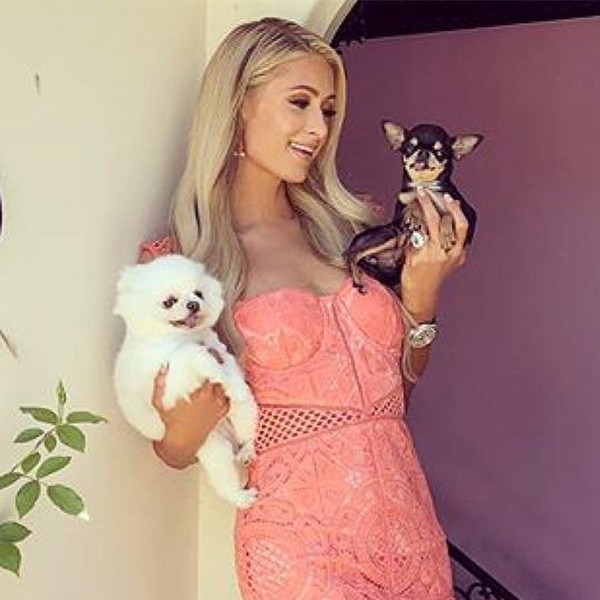 Kylie Jenner, Paris Hilton & More Stars Who Have Luxurious Pet Homes