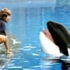 Free Willy