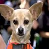 Gidget, Taco Bell Chihuahua