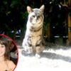 Nicole Richie, Cat