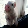 Tori Spelling, Twitter