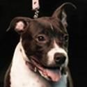 Snoops Dogs, Lady