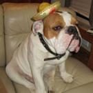 Spartacus' Twitpics