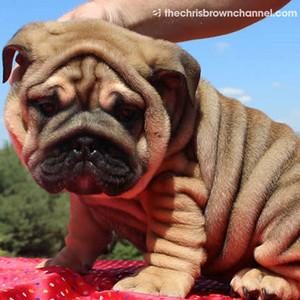 Chris Brown, Puppy