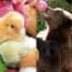 Easter Animals
