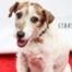Uggie, the Dog From The Artist, Put to Sleep at Age 13