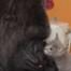 Koko the Gorilla, Kittens