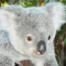 Koala, Derek Hough