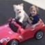 Dog Drives Little Boy