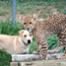 Kumbali and Kago, Cheetah and Puppy Best Friends